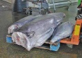 Barbados FishMarket.jpg