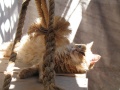 Cat aboard balclutha mark crichton fl.jpg