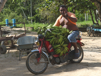 Transporting bananas