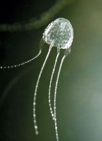Irukandji jellyfish.jpg